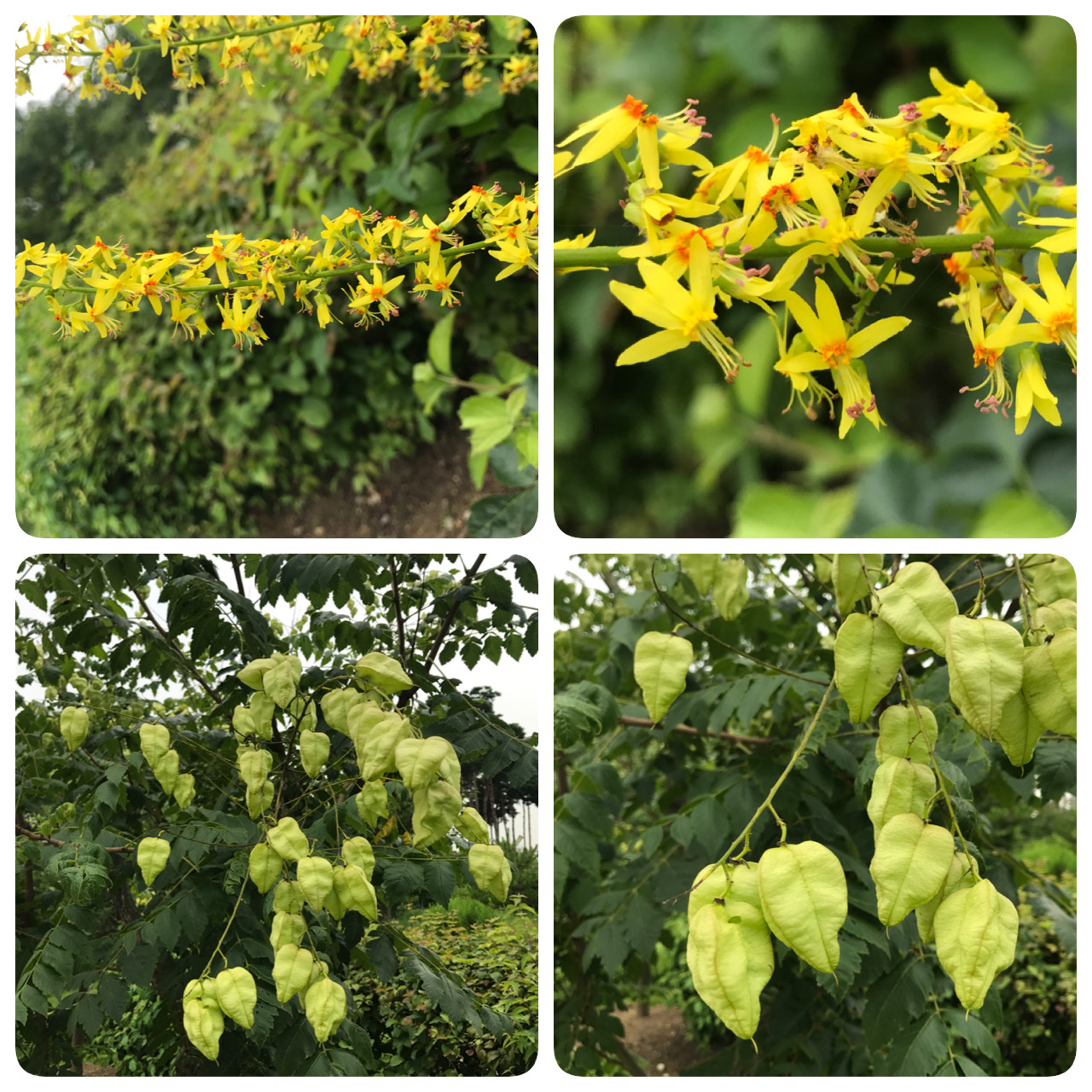 황금비나무(Koelreuteria Paniculata, Golden Rain Tree)