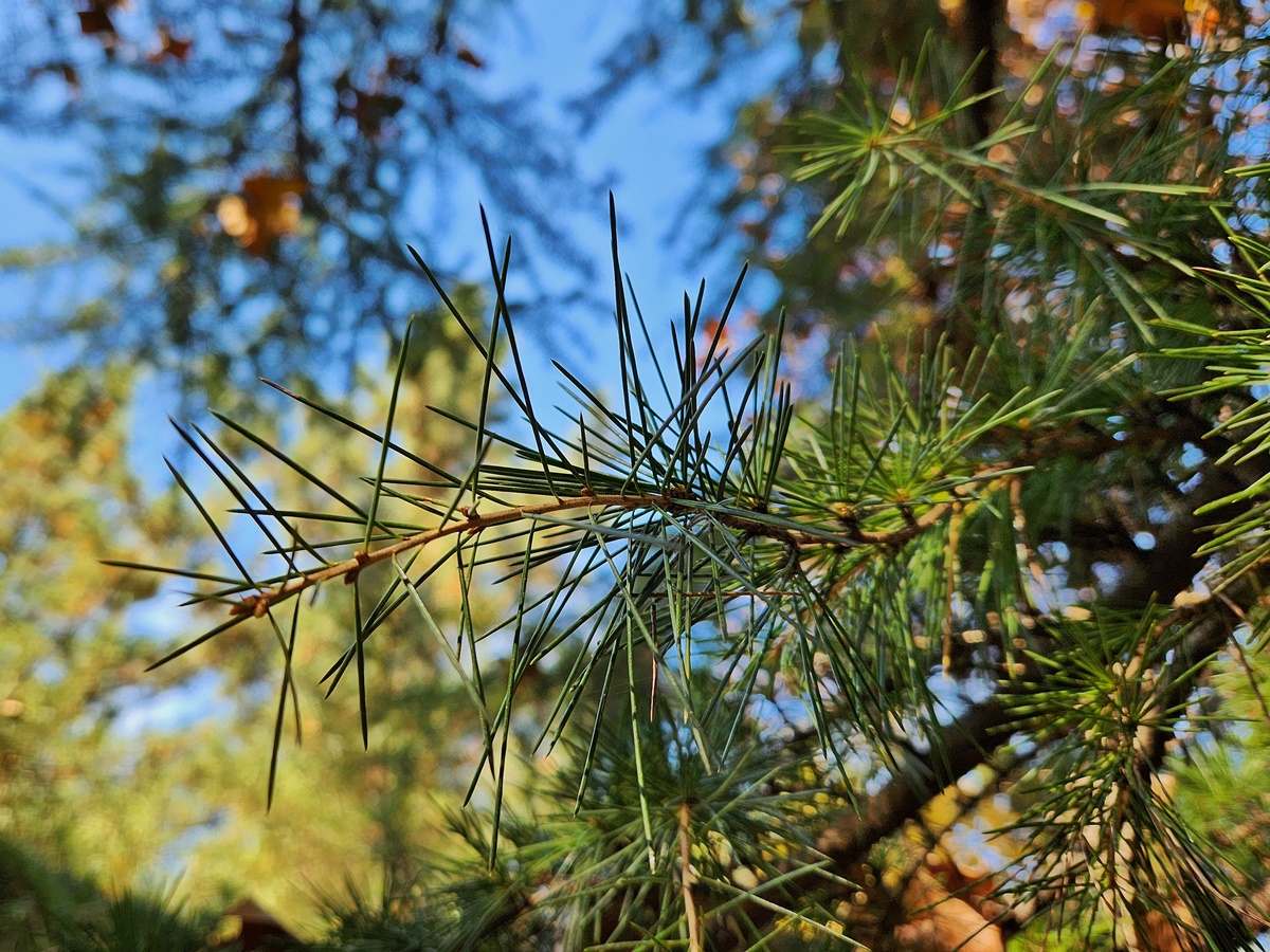개잎갈나무(히말라야시다)