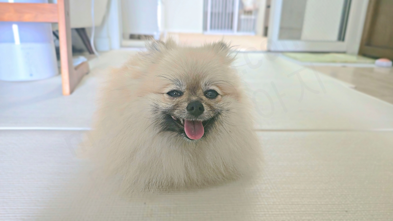 강아지 독특한 자세로 엎드린 모습