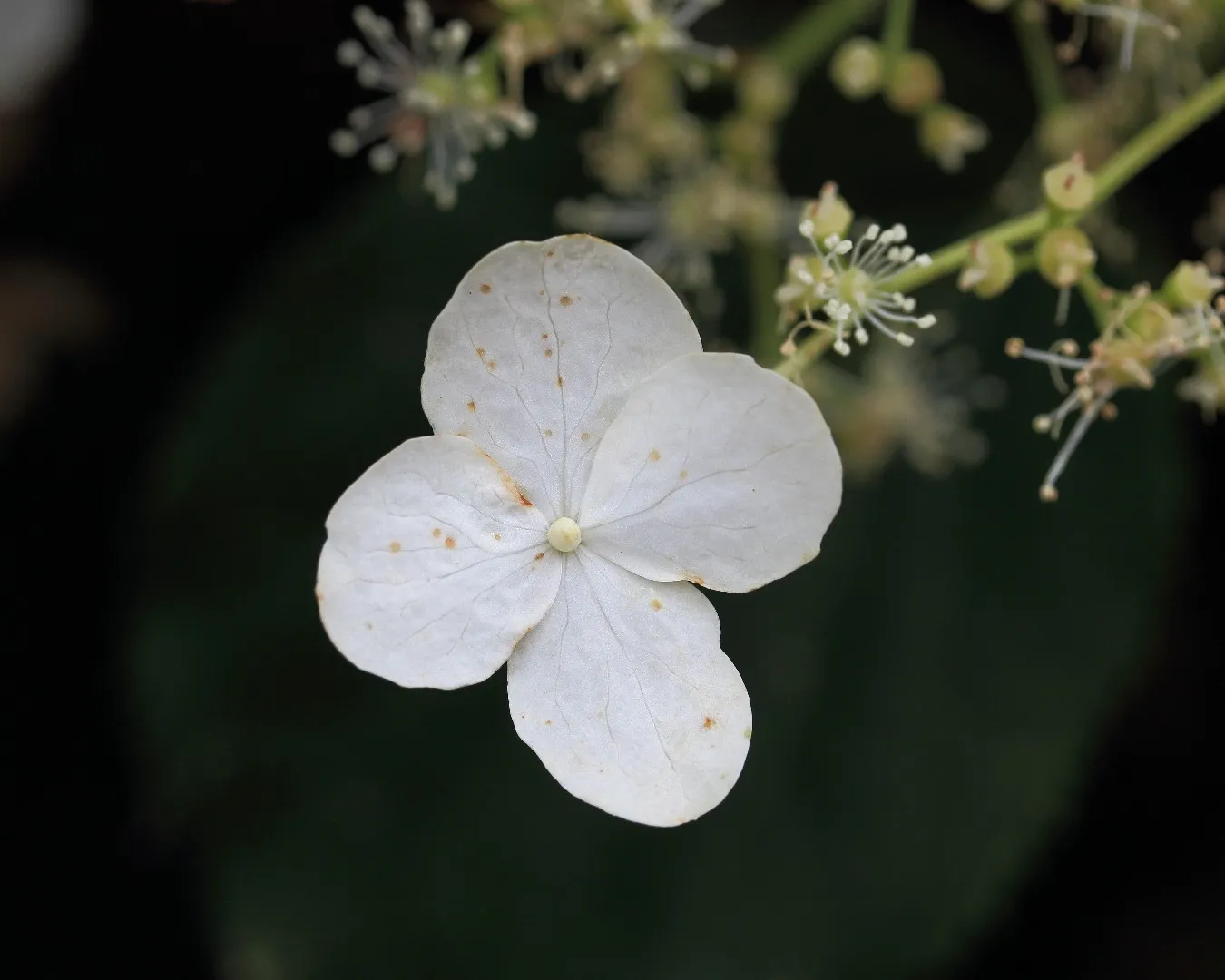 헛꽃이 4개인 등수국