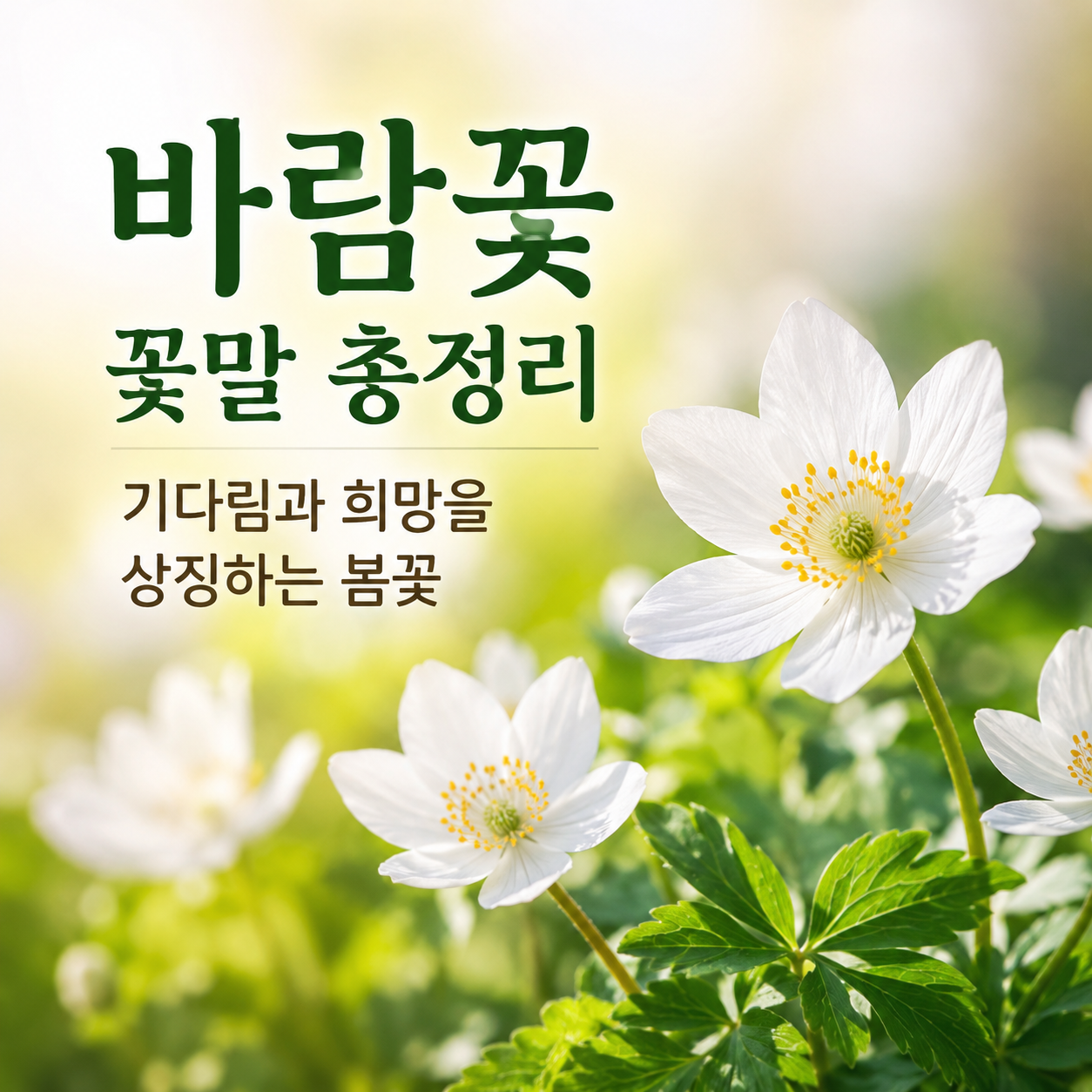 바람꽃 꽃말