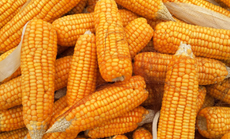 콘치즈 만드는법