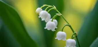 은방울꽃 꽃말 봄 꽃 꽃말 모음_2