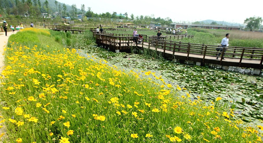 푸른수목원 데크와 코스모스 모습