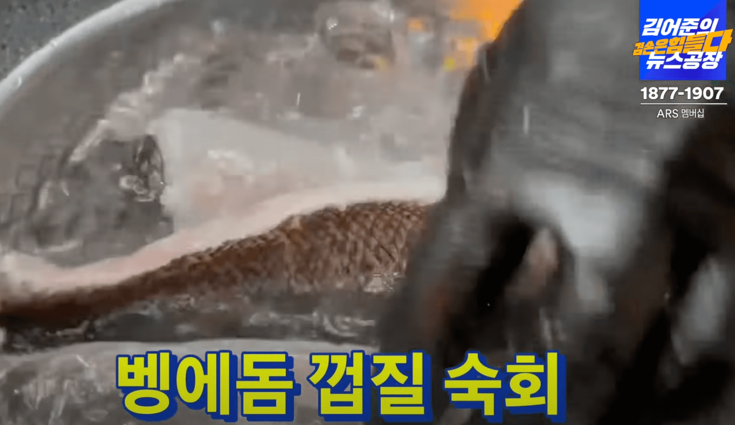벵에돔-식히기