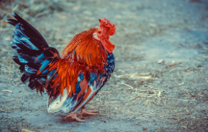 닭띠 2025년 운세