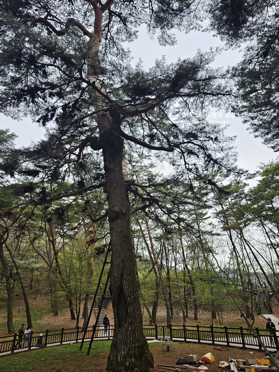 왕과사는남자투어 부산출발 영월 여행 서부시장 청령포 장릉 선돌 방문후기