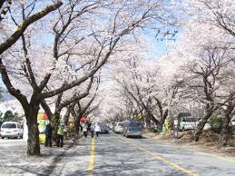 2024 계룡 향적산 봄나들이 축제 기본정보와 프로그램 및 초대가수 소개(박서진 박상철 미스트롯 유진 노라조 지원이 등 출연)