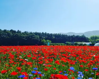 원주 용수골 꽃양귀비 축제_12