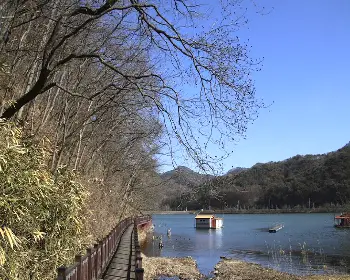 문광저수지 은행나무길_22