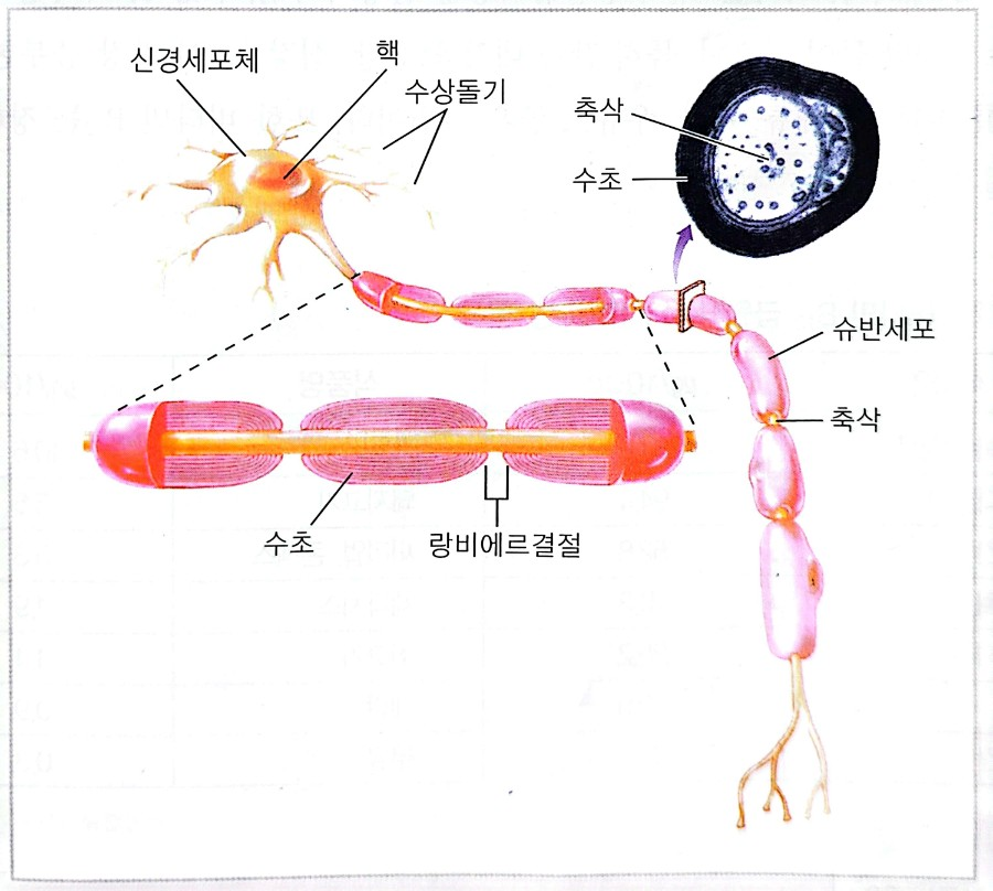 마이엘린