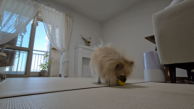 공을 물고 보호자를 바라보는 강아지