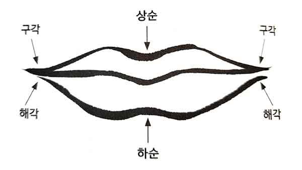 입의 기본 형태