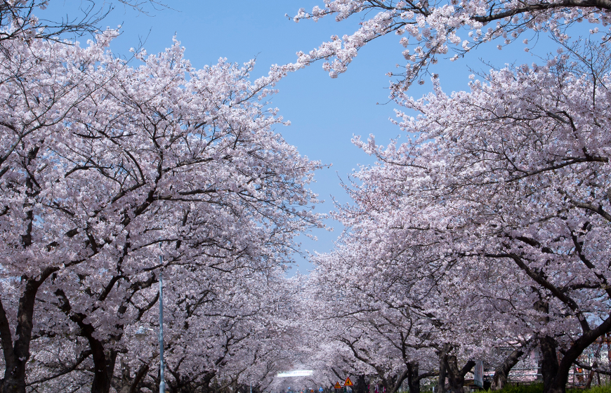 강원도 홍천 비발디파크 벚꽃 명소 2024 벚꽃 명소 작년보다 빠른 벚꽃 개화 시기 지역별 명소의 재구성