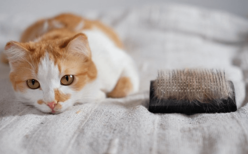 고양이-털-빗질