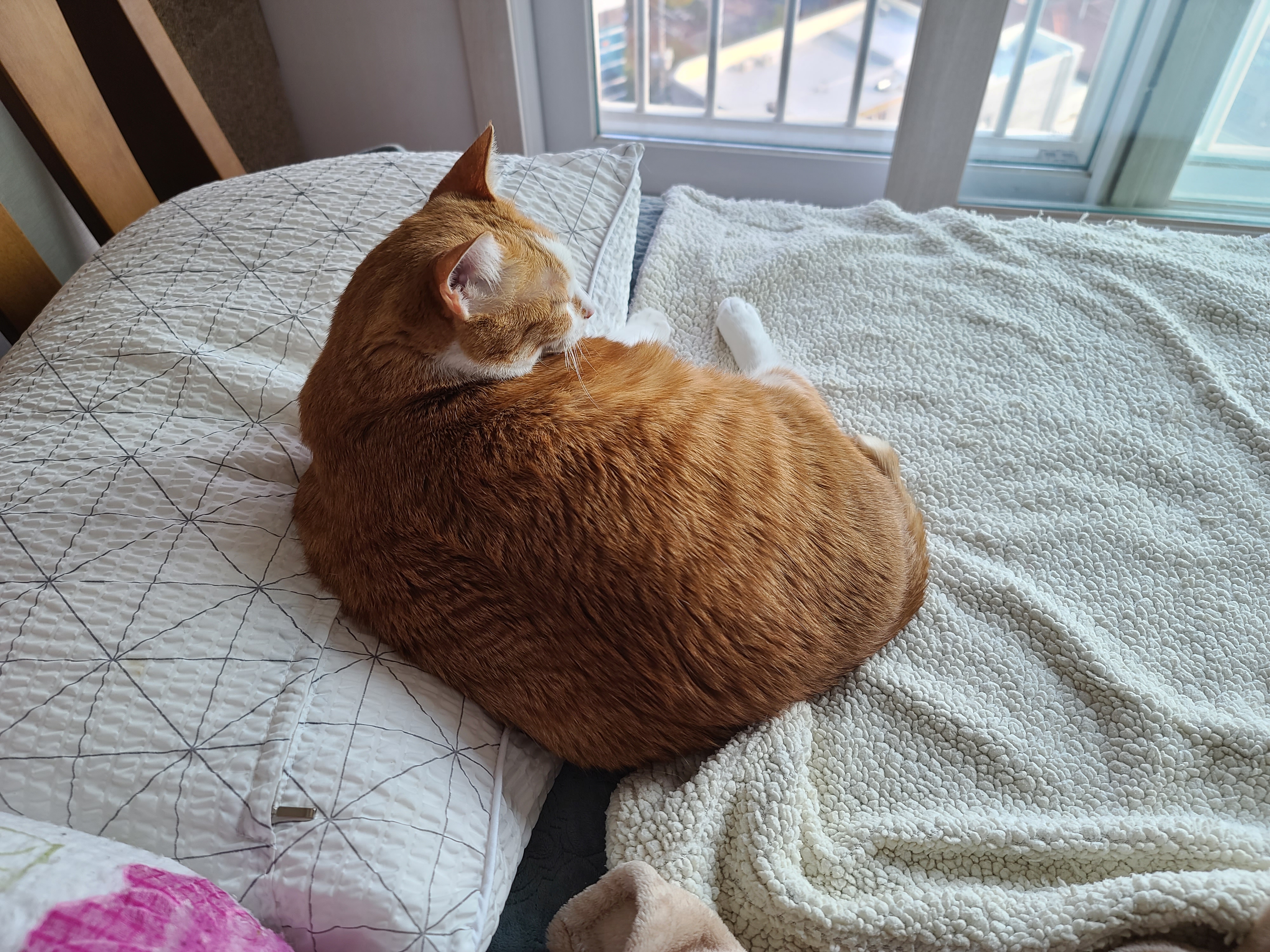 고양이들이 이러면 전기장판을 켜드려야겠죠?