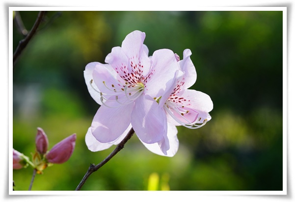 "철쭉" 봄을 수놓는 붉은 유혹, 당신이 몰랐던 화려한 비밀의 꽃!