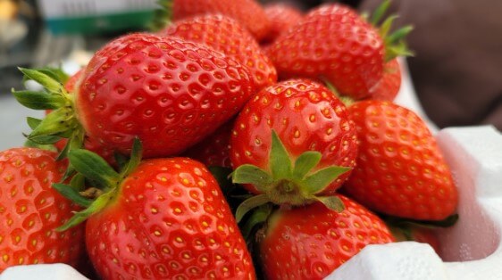 양평딸기송어축제 패키지 프로그램 및 이용요금을 알아봤습니다. 양평은 우리나라에서 물이 맑기로 유명한데 특히 수미마을은 물과 쌀, 365일 축제로 유명합니다. 딸기송어축제는 122일 동안 진행되며 패키지 예약 프로그램도 있으니 참고하시기 바랍니다.