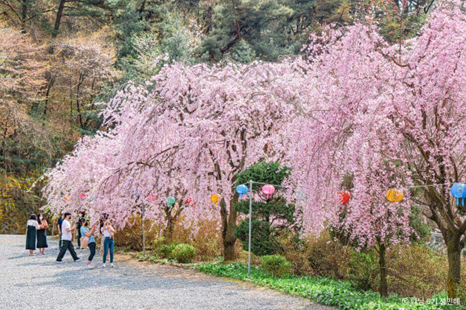 2024 벚꽃 개화시기