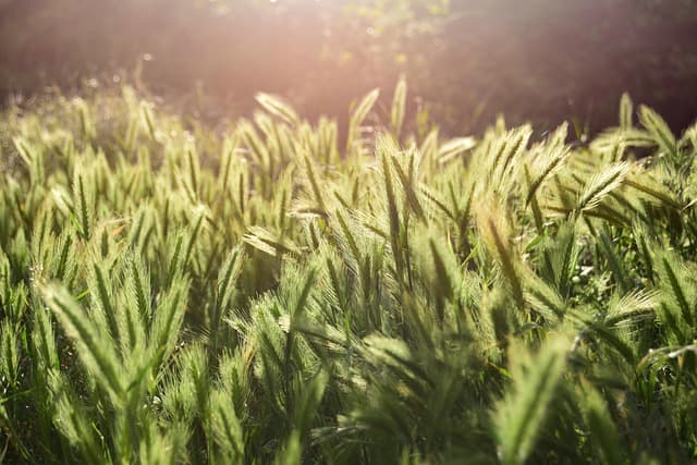 창세기의 창조 질서와 인간 생명의 존엄성