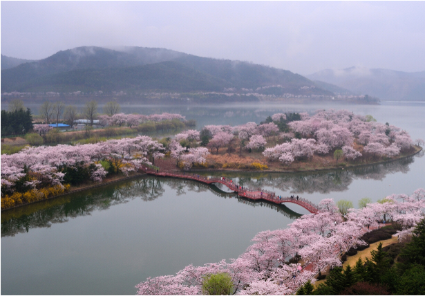 경주의 벚꽃 명소 - 고즈넉한 역사 속에 피어난 벚꽃의 향연