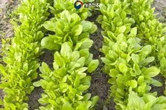 텃밭 해충 대처 진딧물 총채벌레 응애 노린재 방제_3