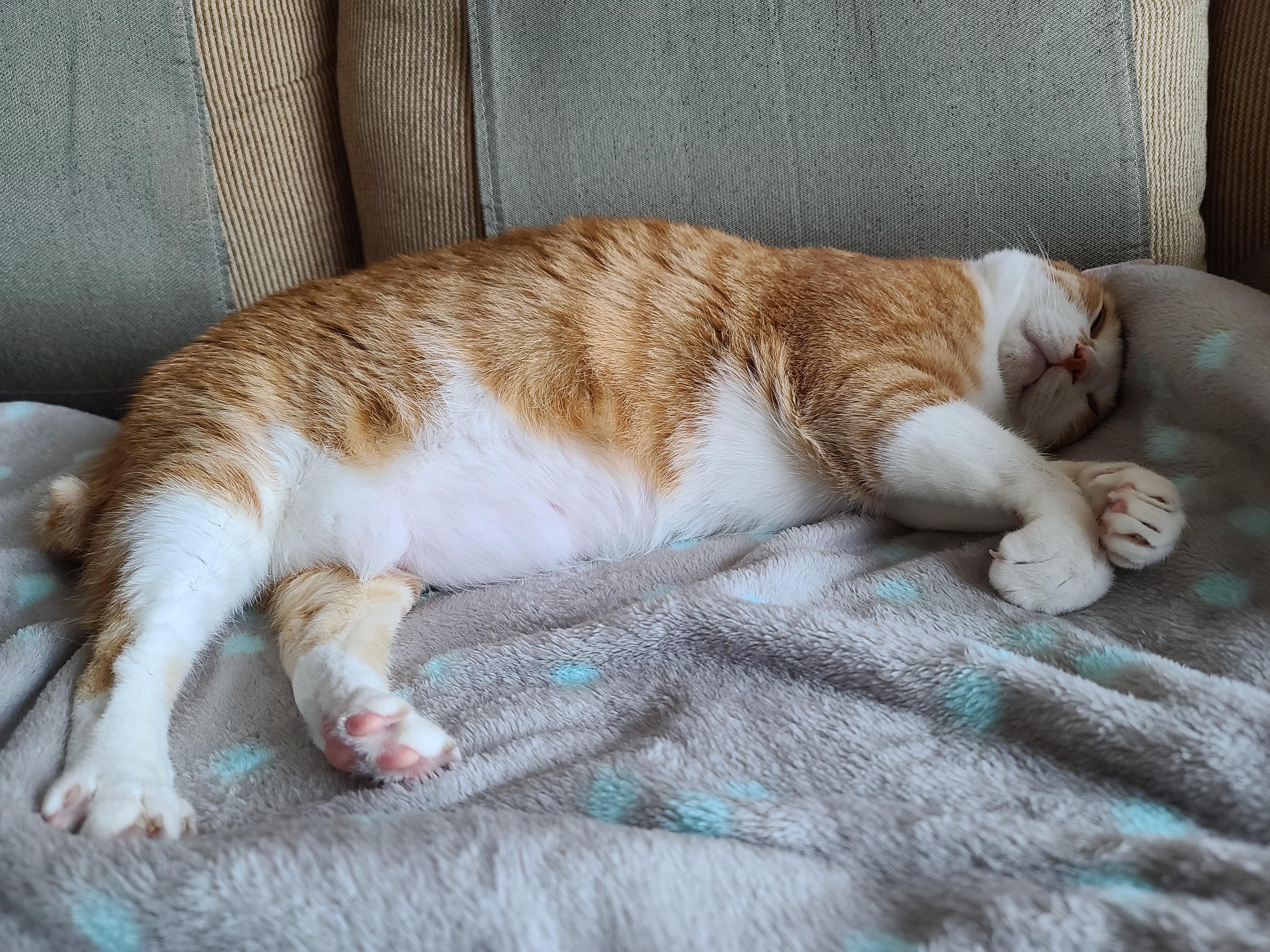 고양이의 여우짓 ㅋㅋㅋ 고양이 애교. 집사얼굴을 그루밍 못하게 하는 이유.