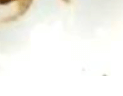 먼지다듬이 벌레