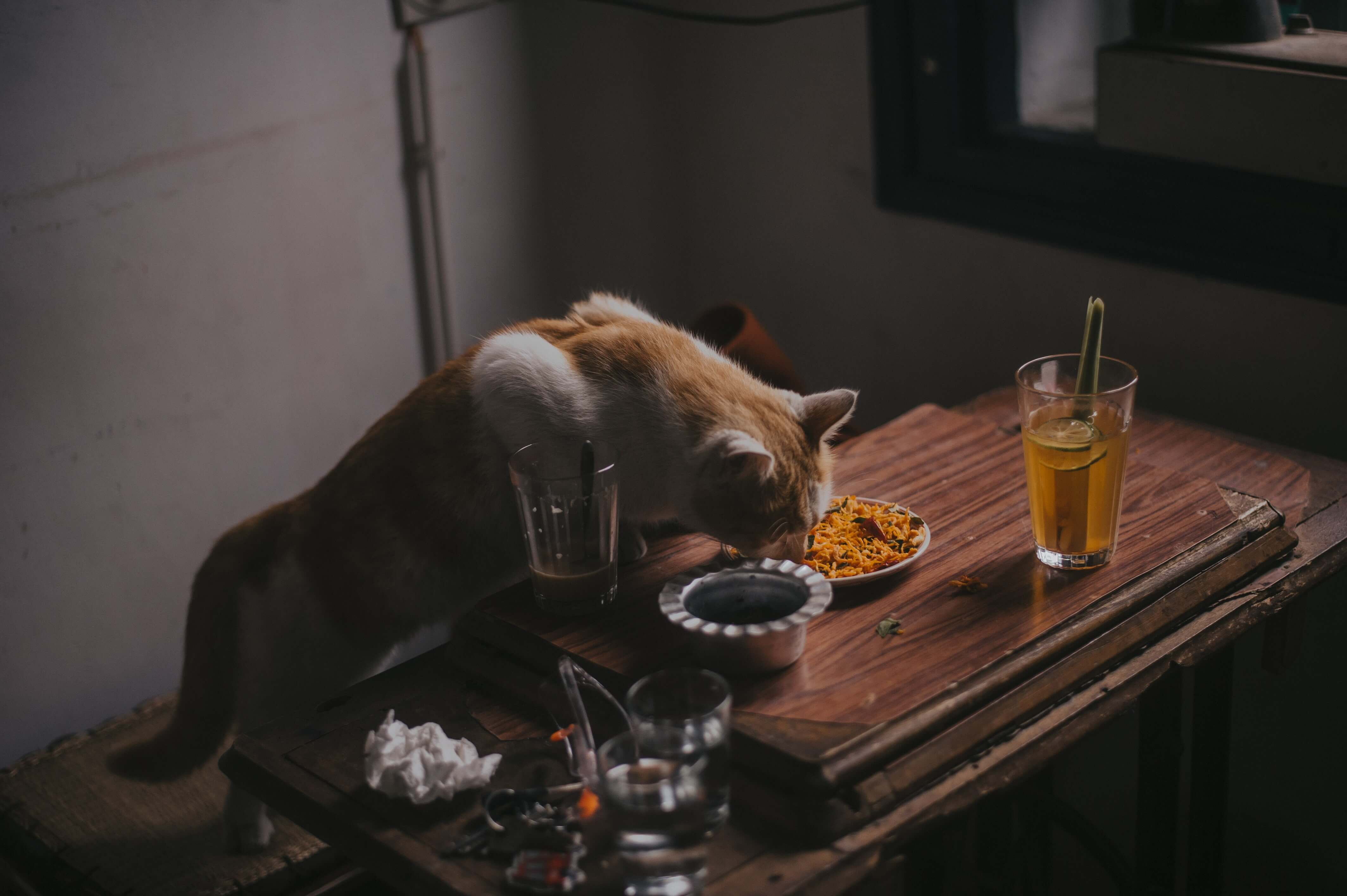 다른 고양이 음식 냄새