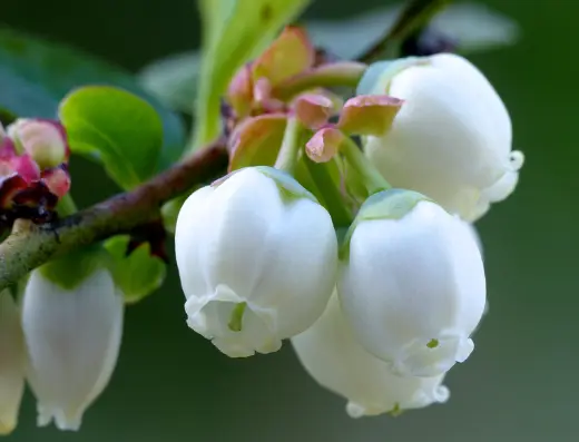 블루베리 가격 및 효능&amp;#44; 영양성분