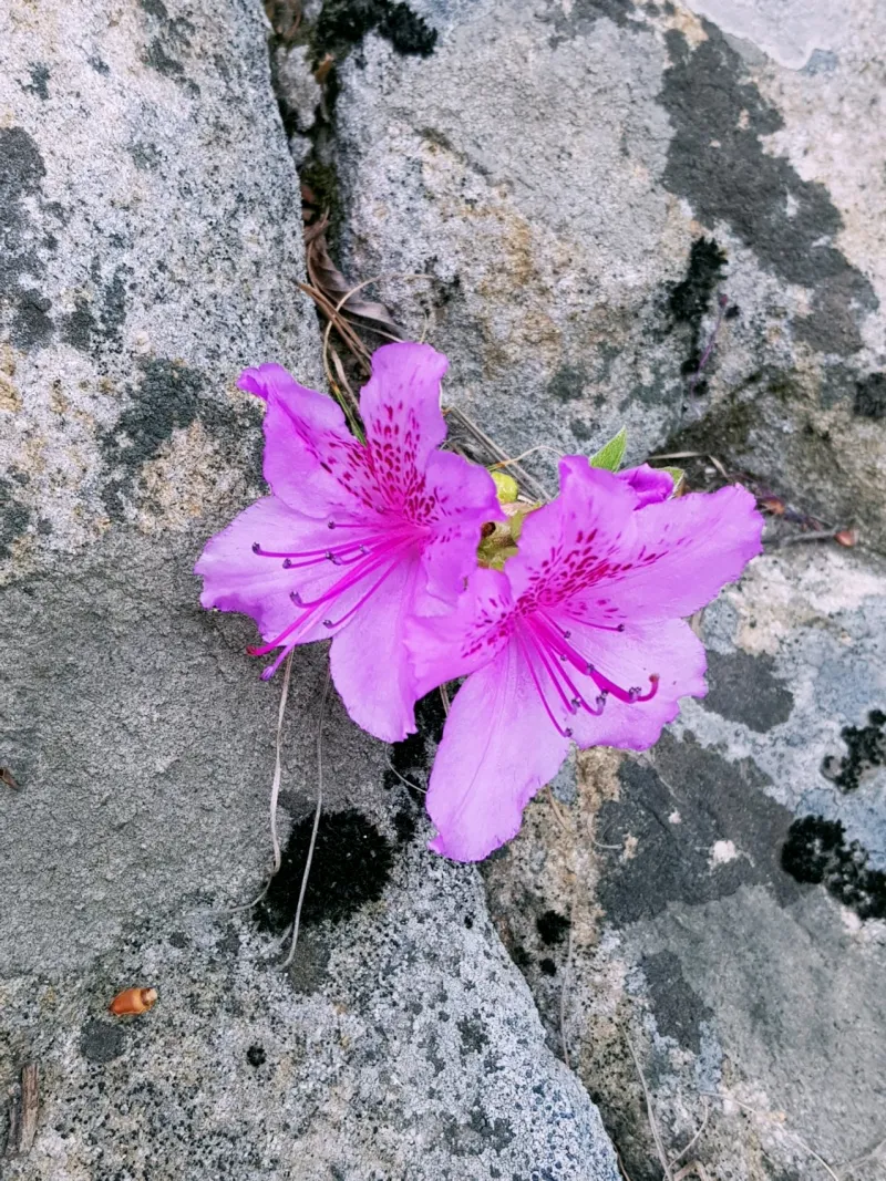 괴산 막장봉