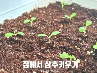 텃밭 상추 키우는 법 파종 간격 수확 연속수확 요령_7