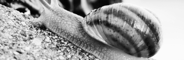 달팽이 반려동물