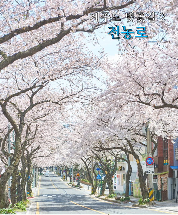 제주 벚꽃길