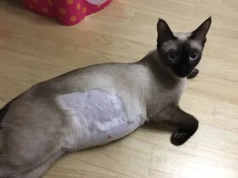 고양이 임신 기간 주기 가능나이 배모양_14