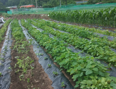 파종 전 준비해야 할 것들 2