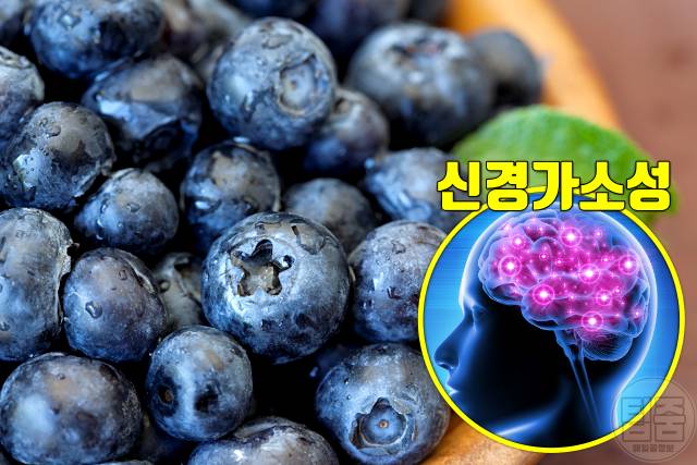 뇌졸중 회복 음식 뇌기능 회복 기간 단계 뇌졸중음식 블루베리 플라보노이드