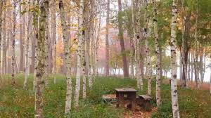 남이섬 단풍 절정시기