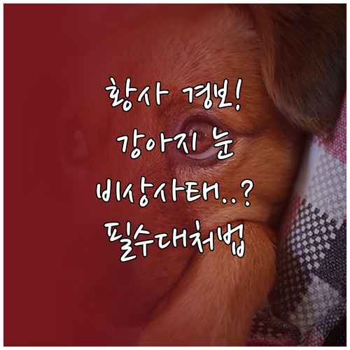 강아지 황사철 안구 질환 증상과 올바..
