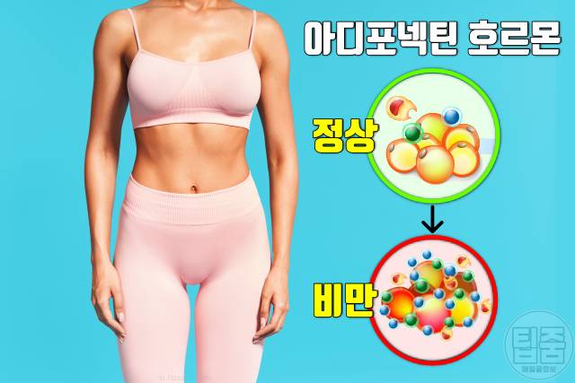 다이어트 호르몬 아디포넥틴 다이어트식단 지방분해호르몬