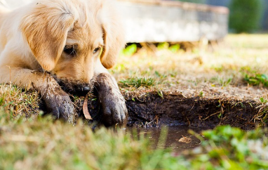 강아지 종합검진관련사진