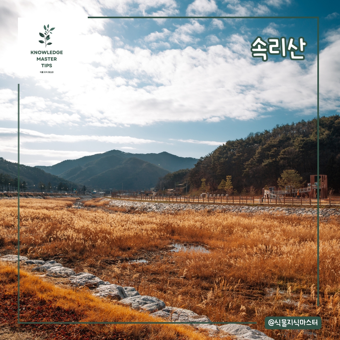 속리산 단풍