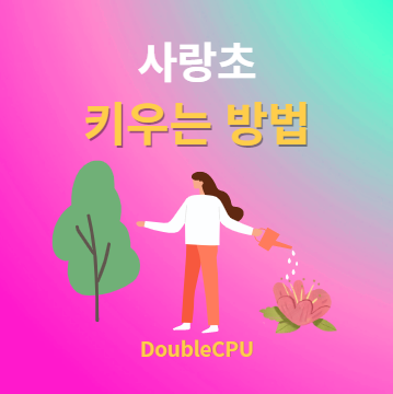 사랑초 키우기