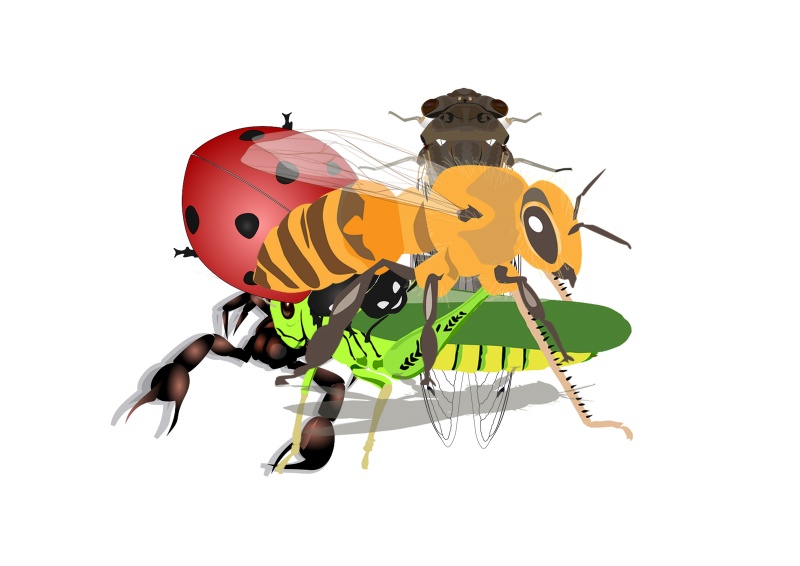 아이스 브레이킹 곤충 정답