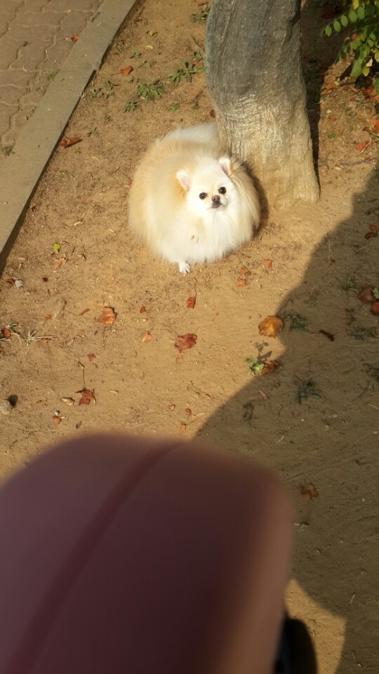 강아지 똥꼬스키의 이유 항문낭&amp;#44; 짜야 할까?