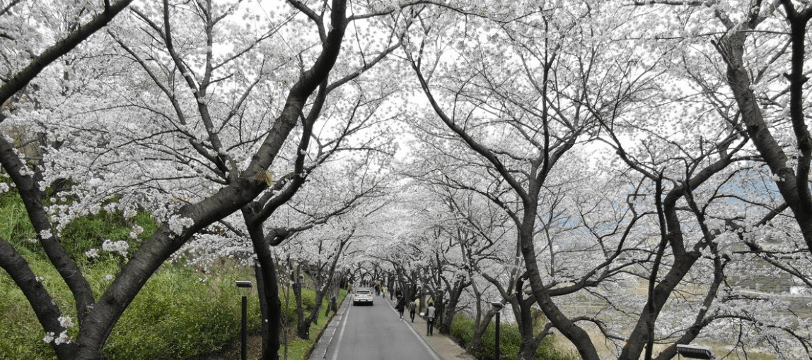 하동 화개장터 벚꽃축제 정보 2025 및 실시간 개화