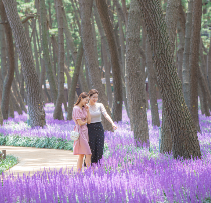 제3회 장항 맥문동 꽃축제