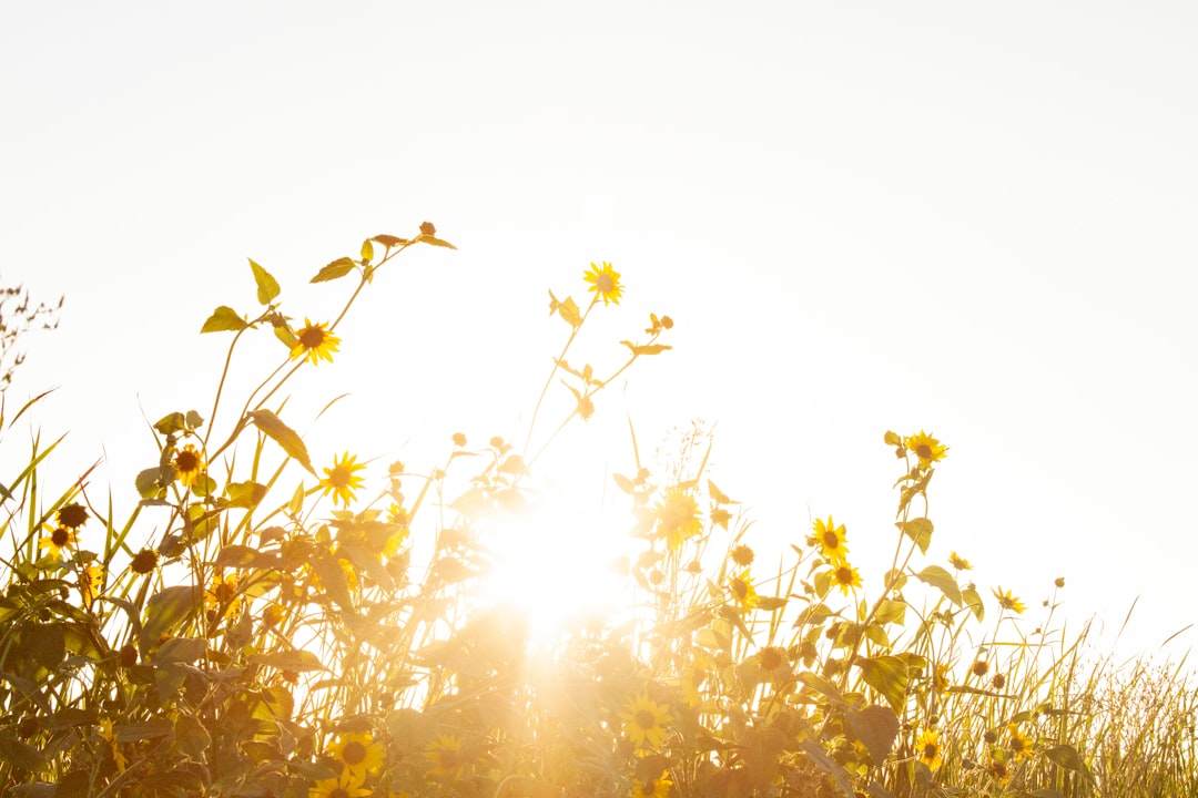 Sunlight