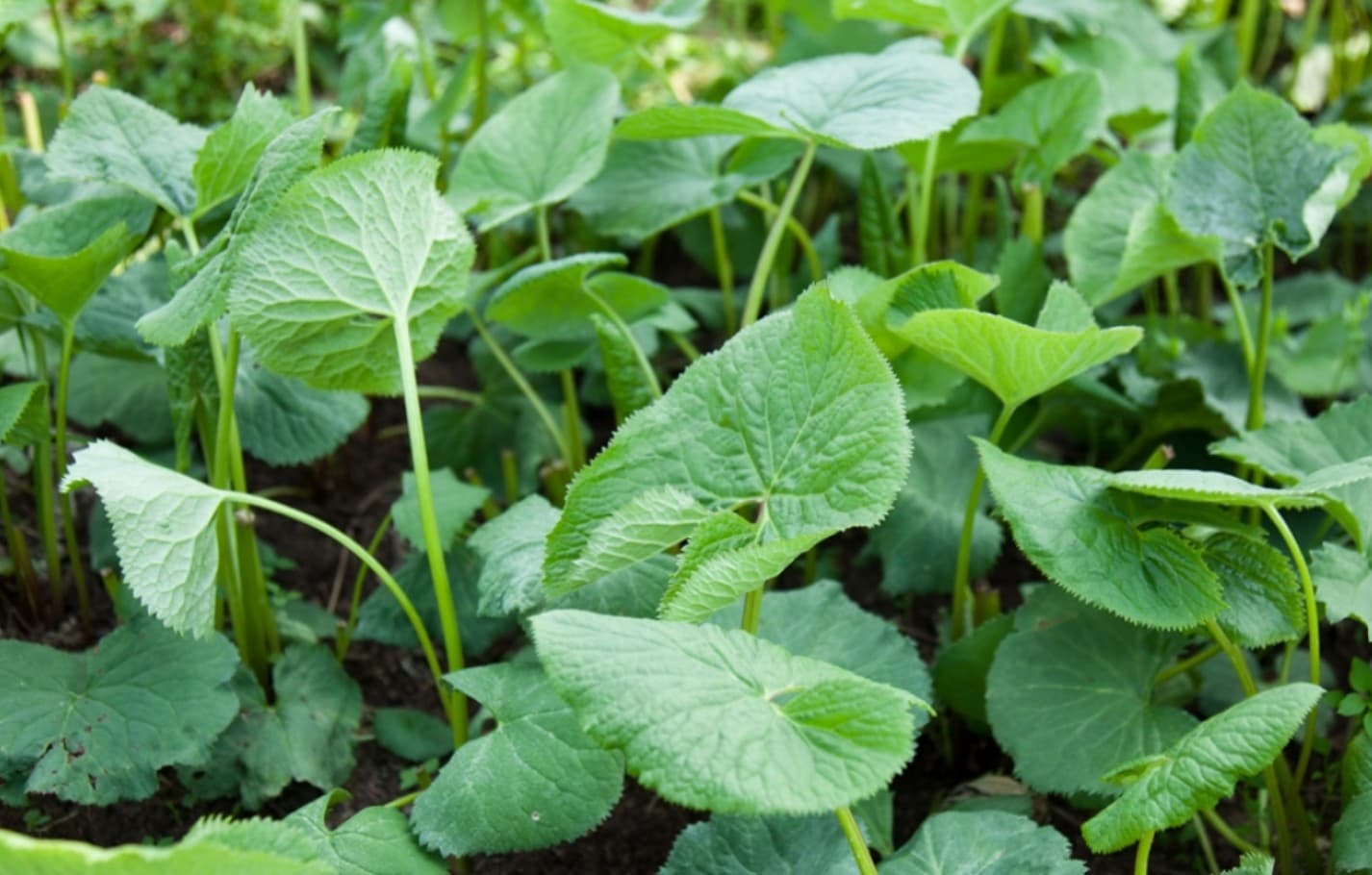 한국 토종 산나물 소개 - 향긋함이 입안 가득 &lsquo;곰취&rsquo;의 모든 것(2)