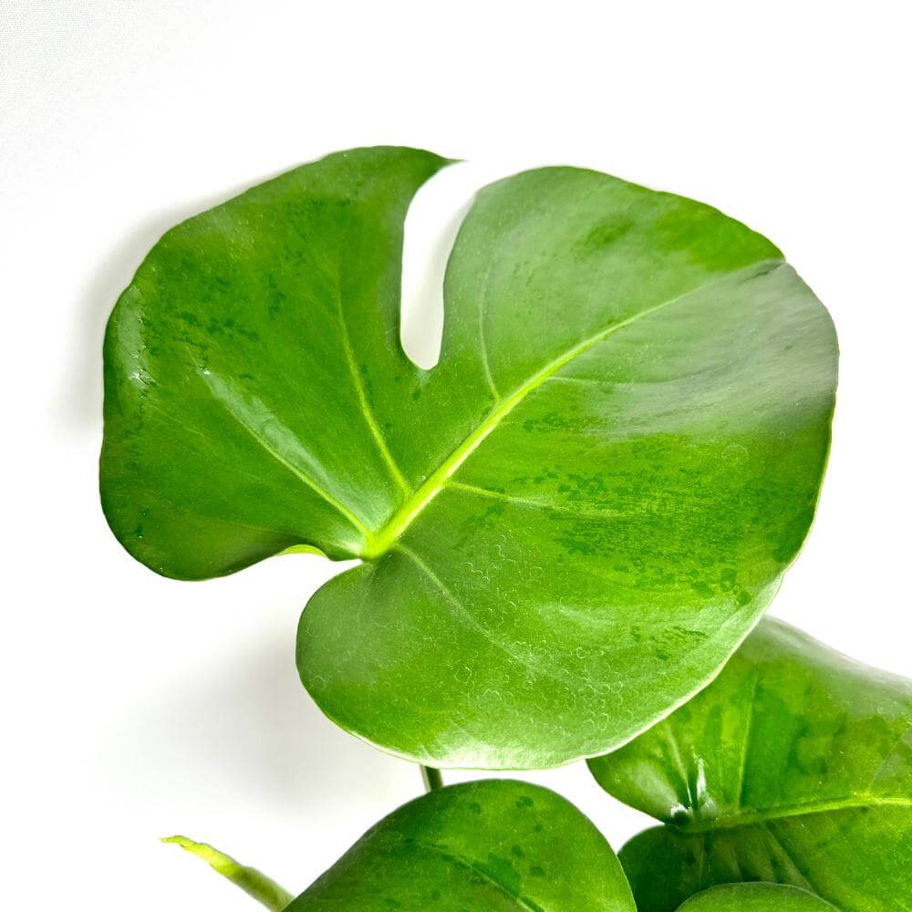 몬스테라 키우는법